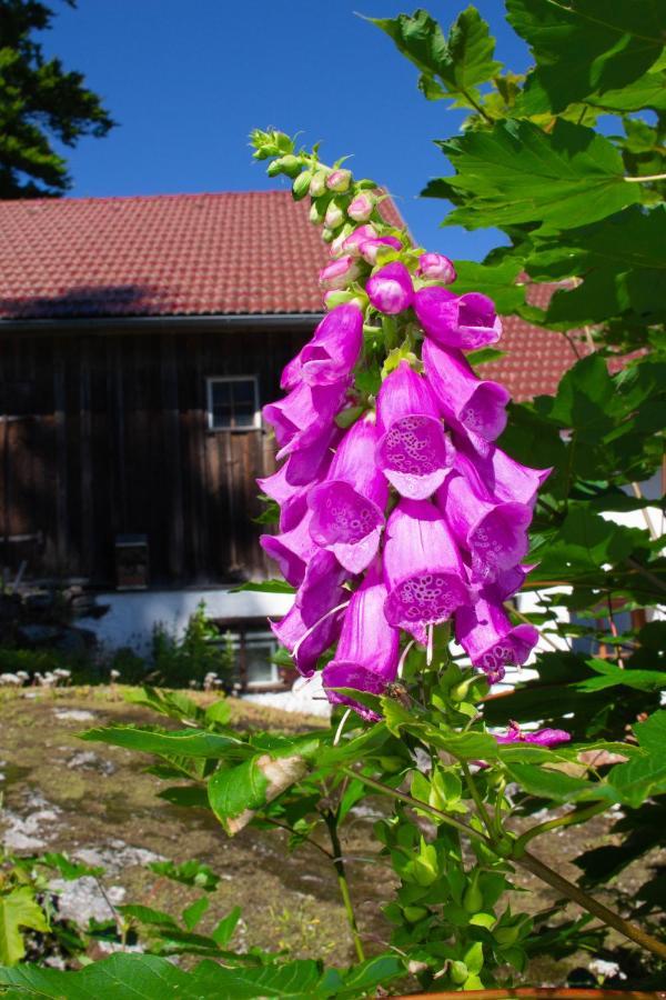 Ferienhaus Ploeckenstein Schwarzenberg am Bohmerwald Buitenkant foto